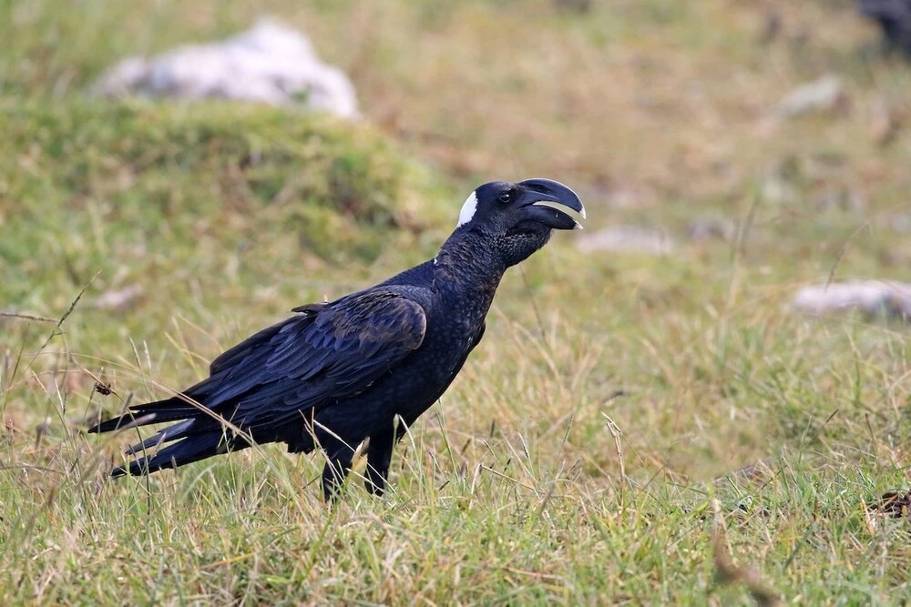 Birding tours ethiopia