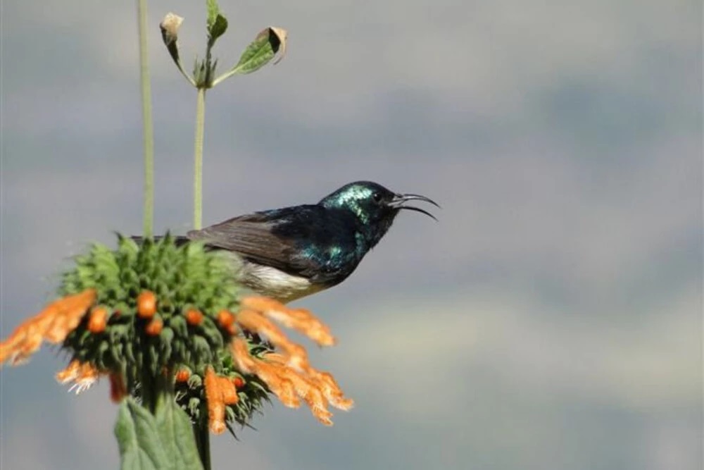 Birding africa